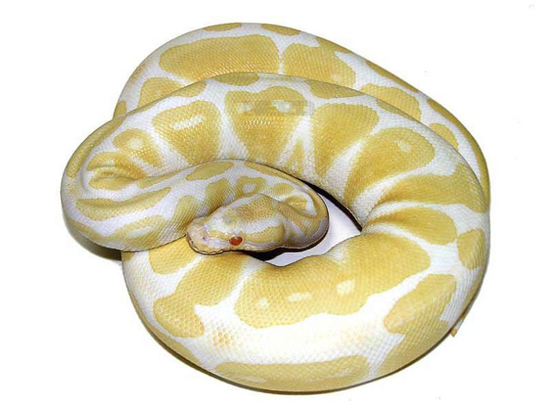 Albino