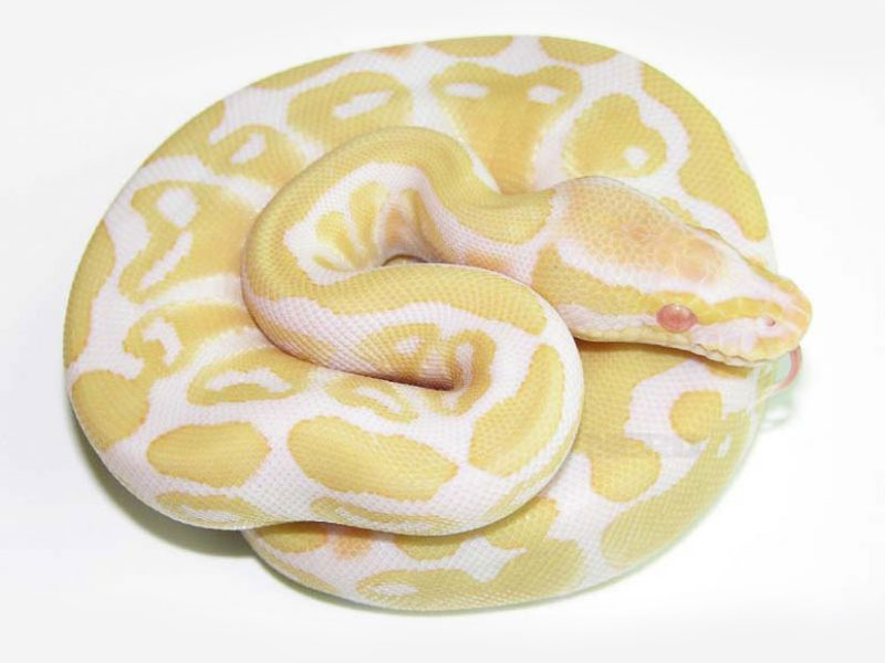 Albino