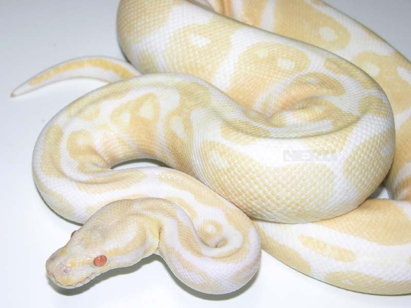 Albino