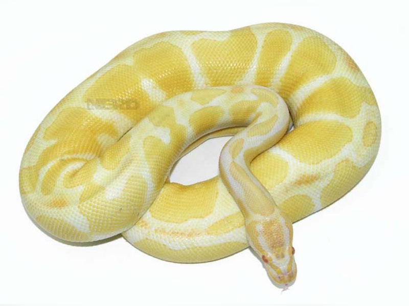 Albino