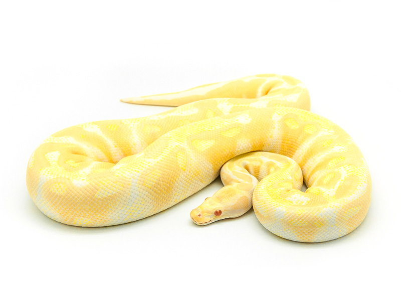 Albino