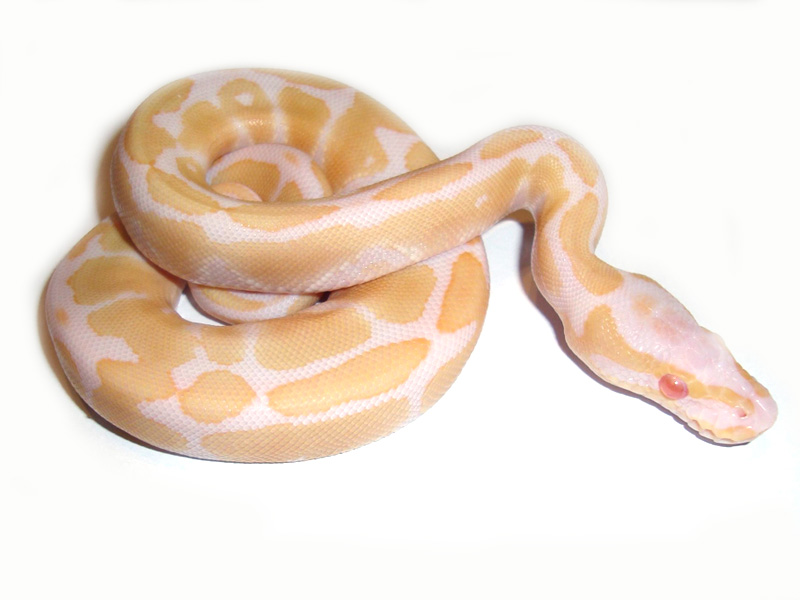 Albino