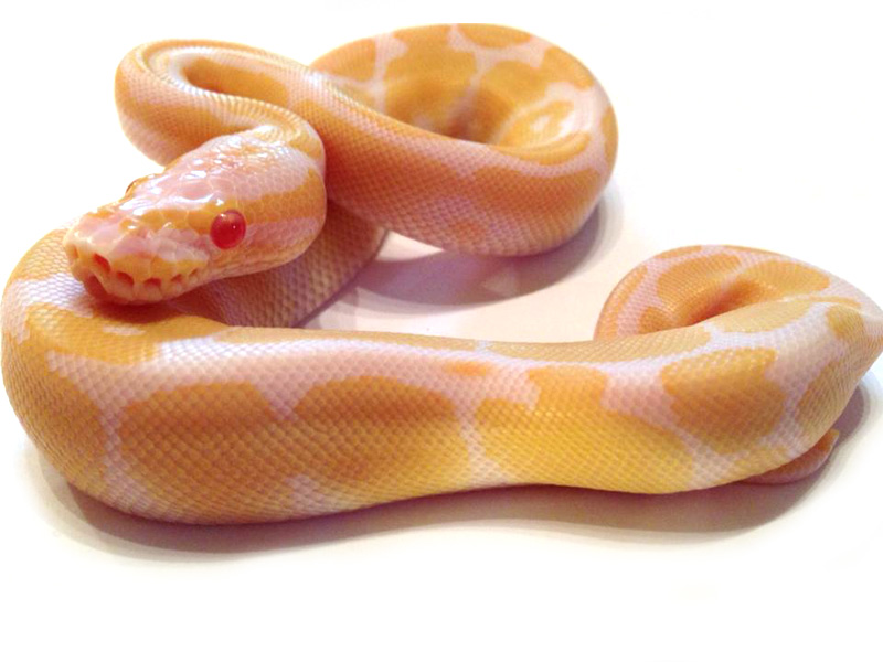 Albino