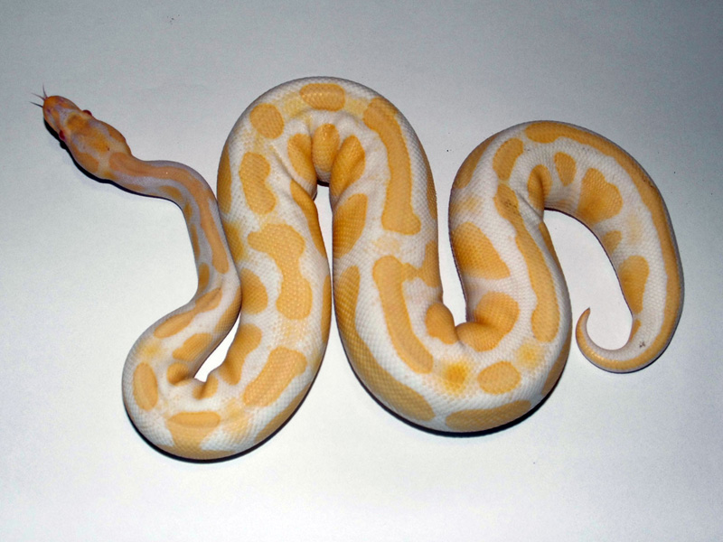 Albino