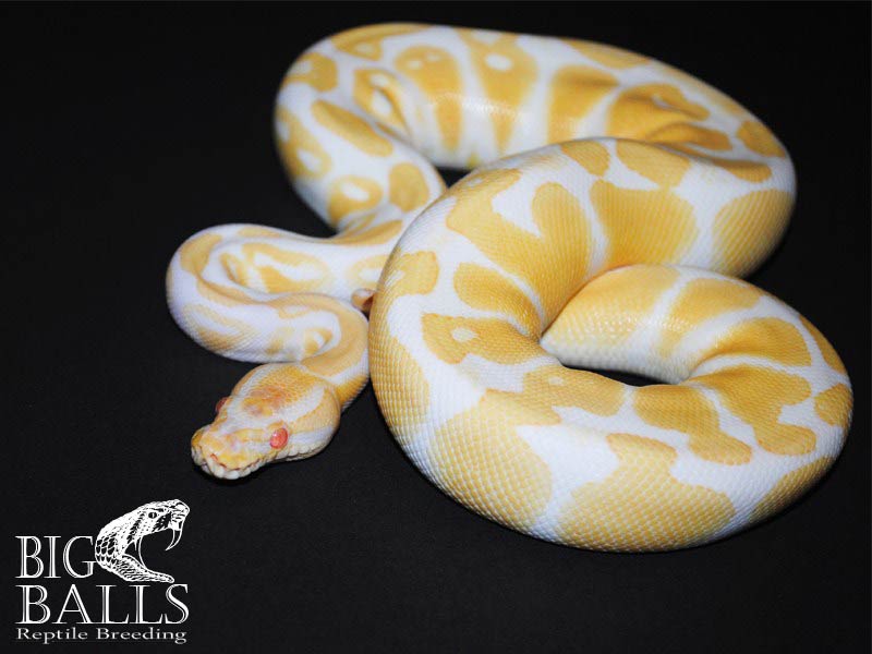 Albino