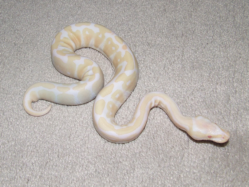 Albino