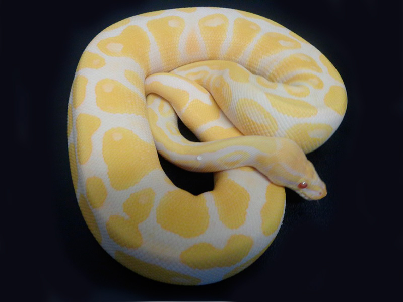 Albino