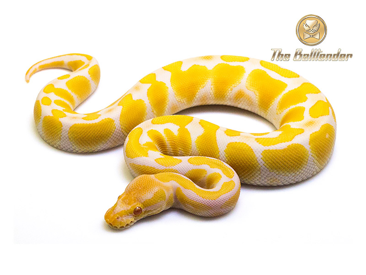 Albino