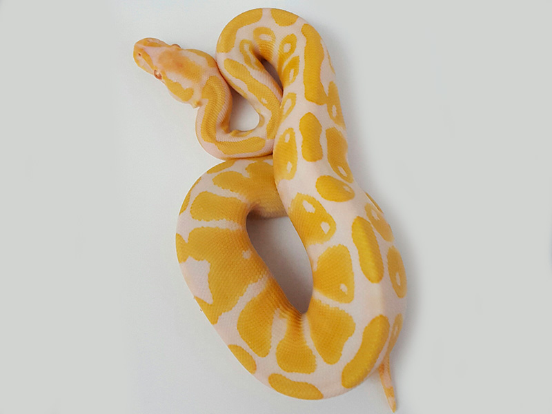 Albino