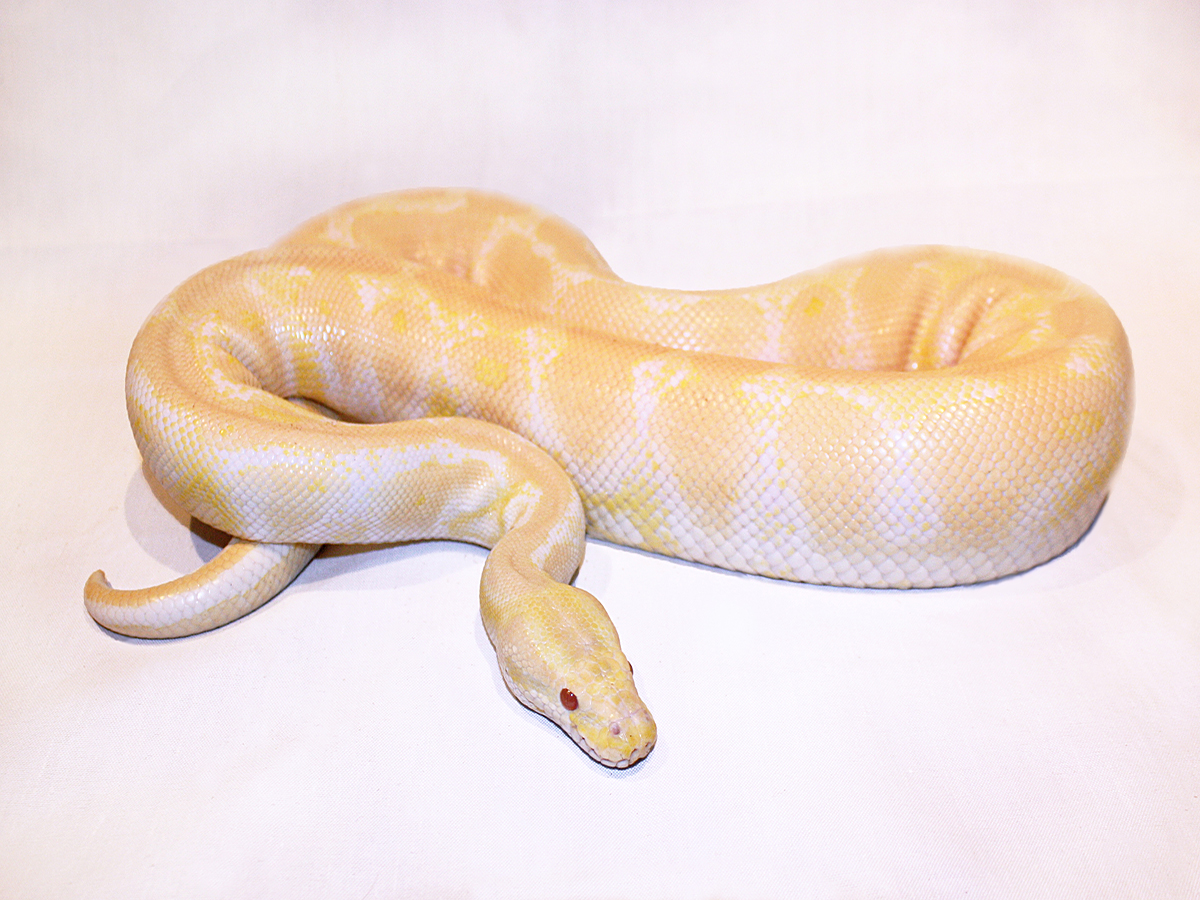 Albino