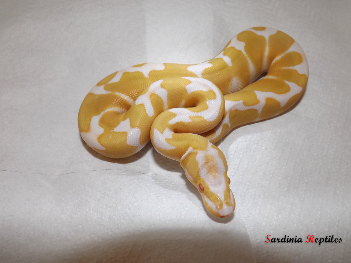 Albino