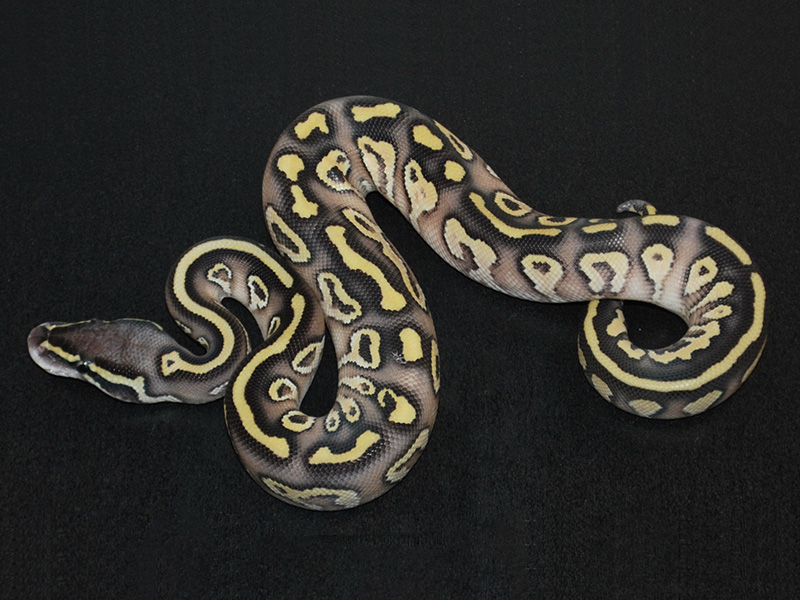 Alloy Lesser Pastel Yellow Belly