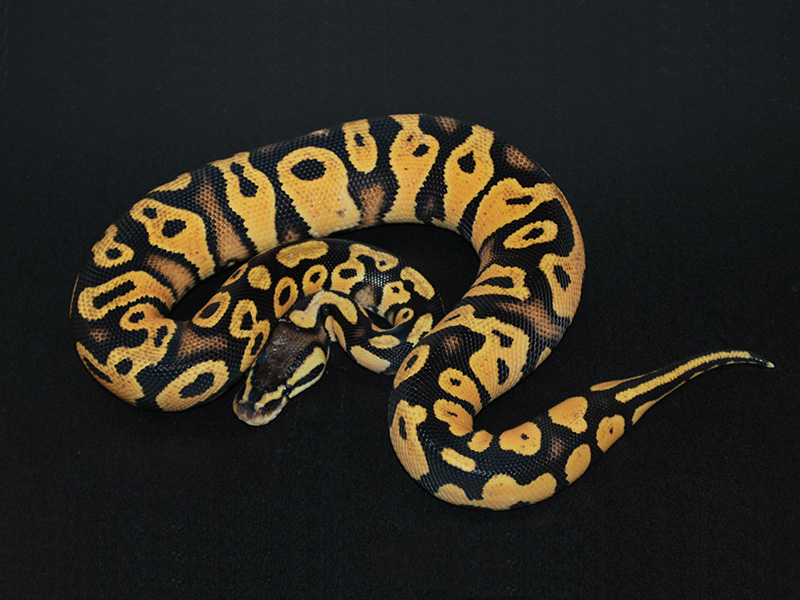 Alloy Pastel Yellow Belly