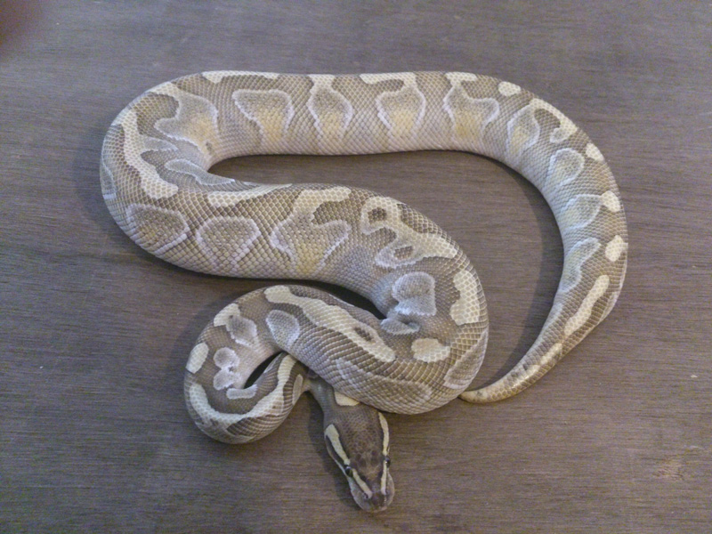 Alpha Butter Enchi