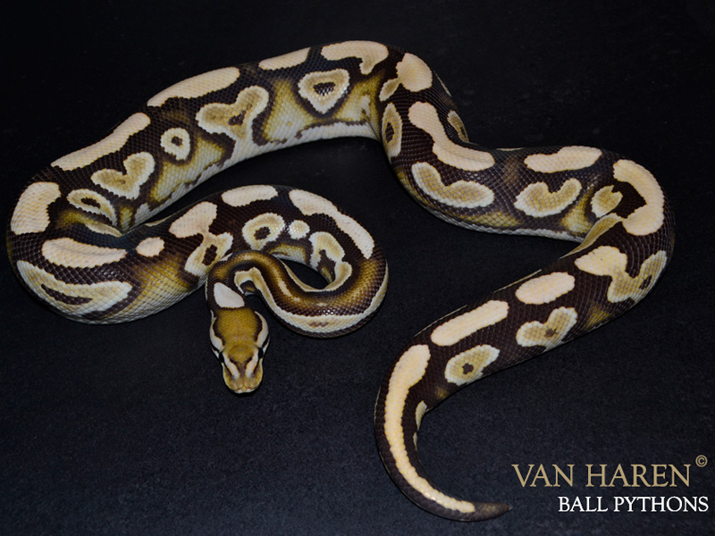 美品✨アメリ AMERI CLOUDY PYTHON ALL IN ONE