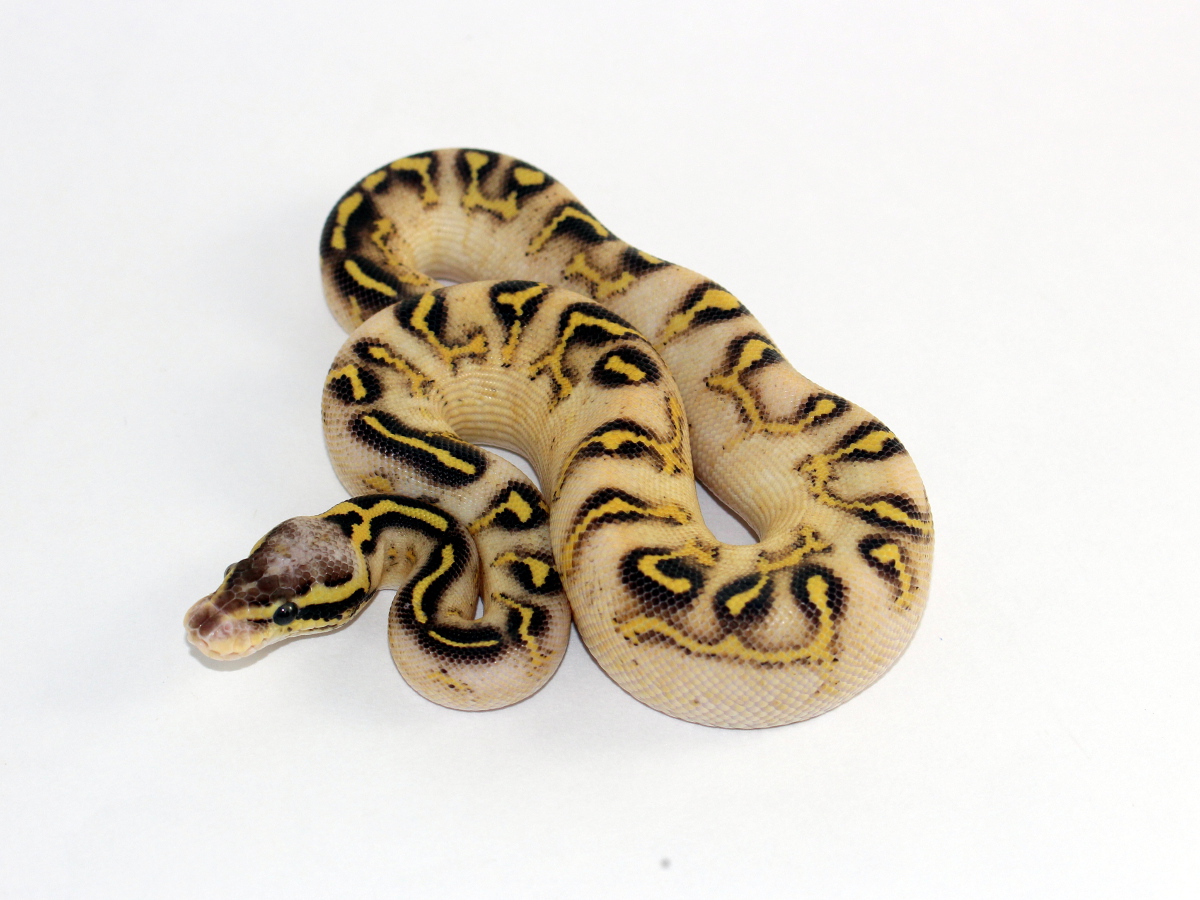 Asphalt Calico Pastel Yellow Belly