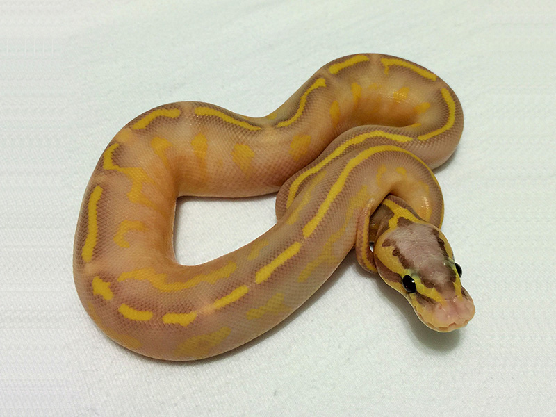 Asphalt Coral Glow Pastel Yellow Belly