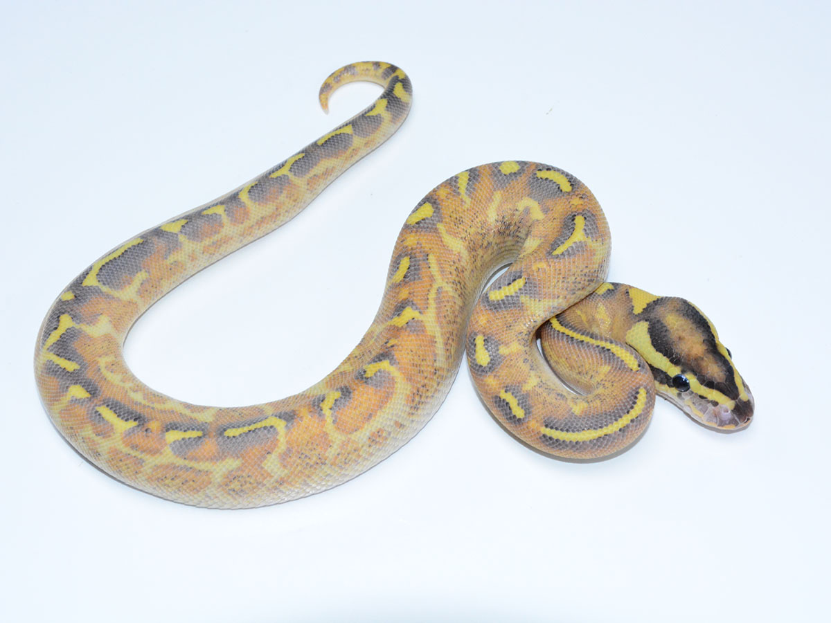 Asphalt Enchi Fire Yellow Belly