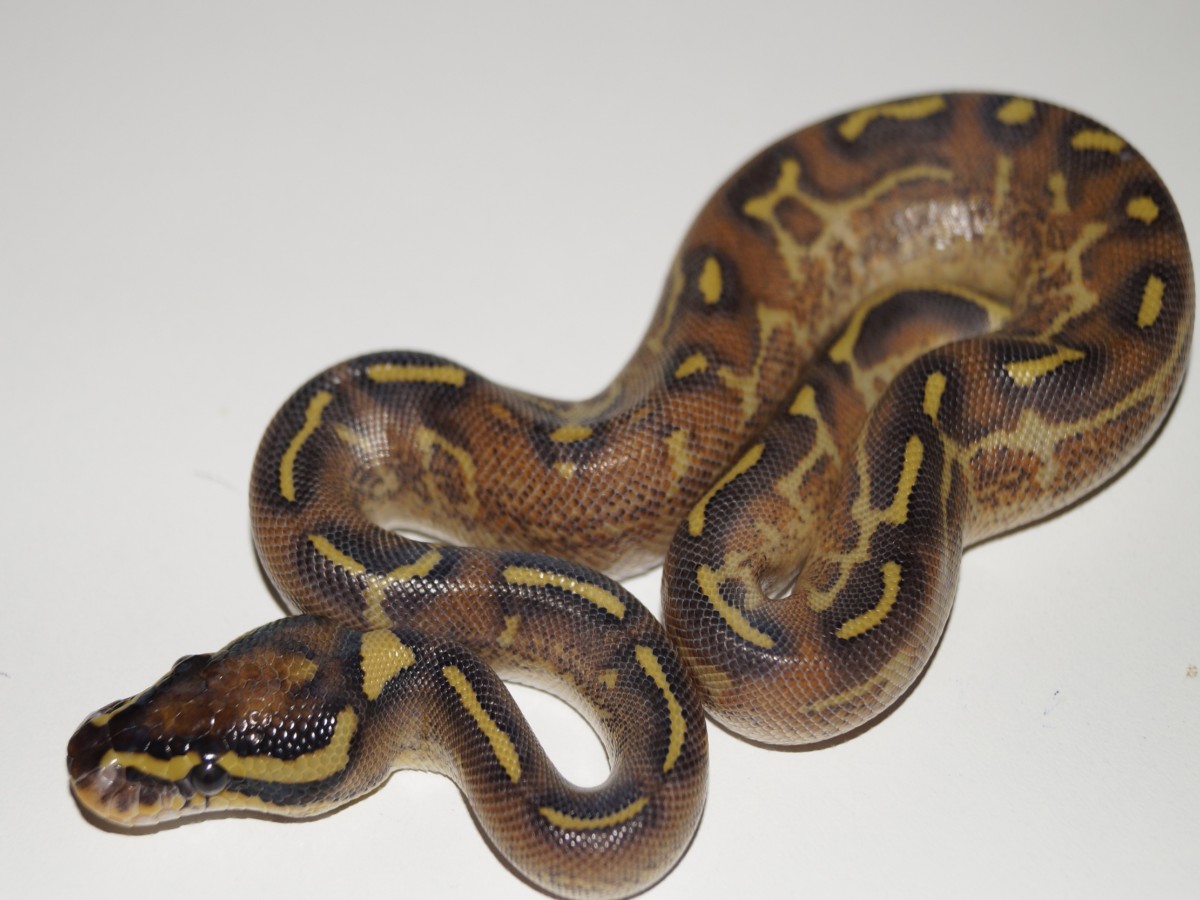 Asphalt Enchi Mojave Yellow Belly