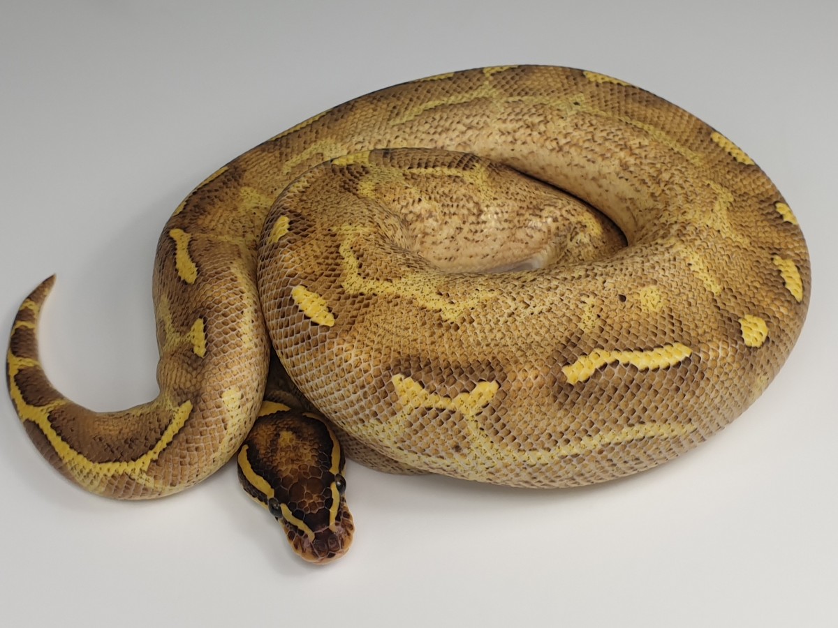 Asphalt Enchi Mojave Yellow Belly