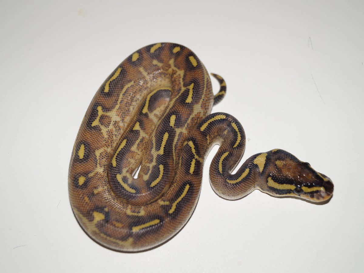 Asphalt Enchi Mojave Yellow Belly