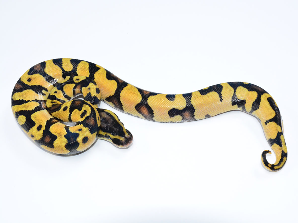 Asphalt Enchi Orange Dream Pastel