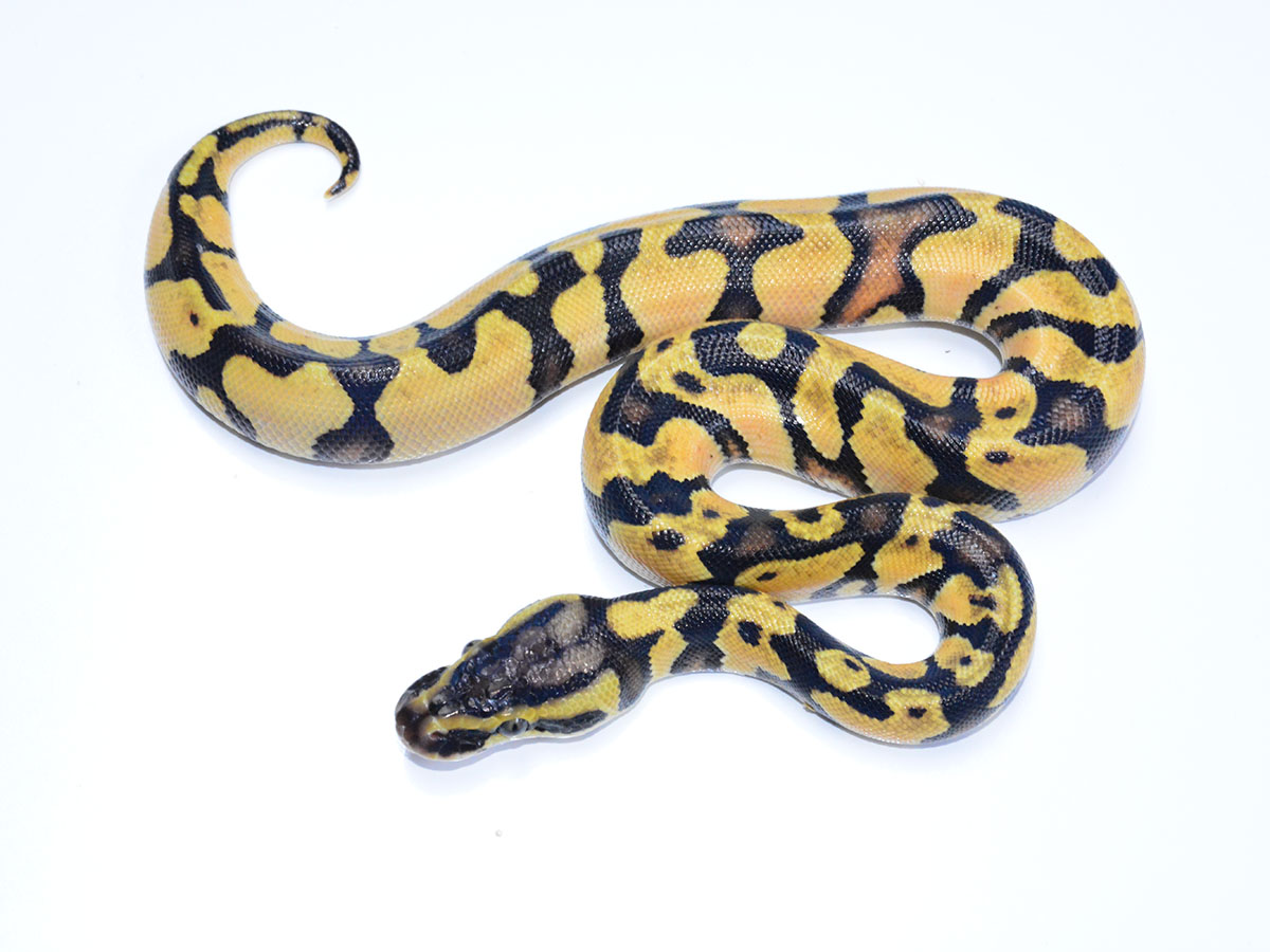 Asphalt Enchi Orange Dream Pastel