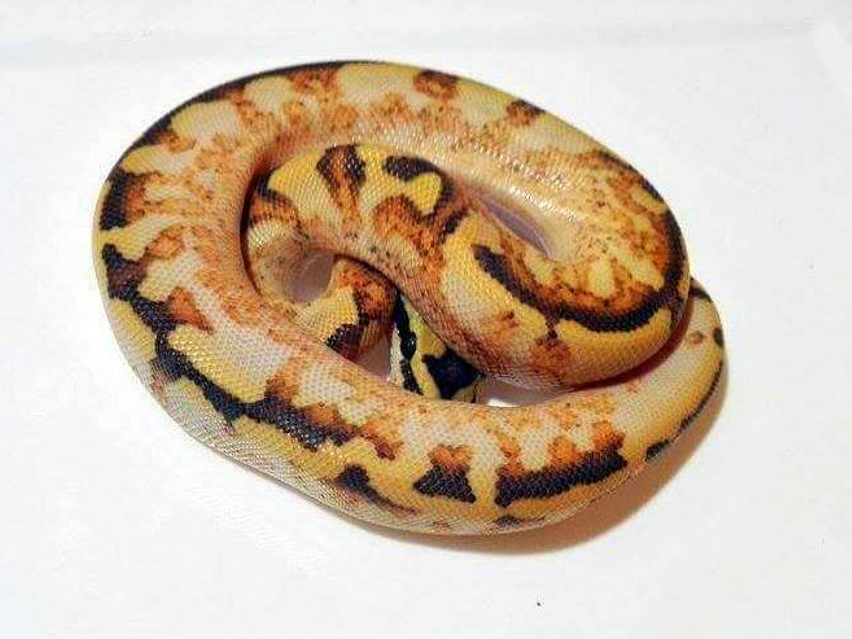 Asphalt Enchi Pastel Spider Yellow Belly