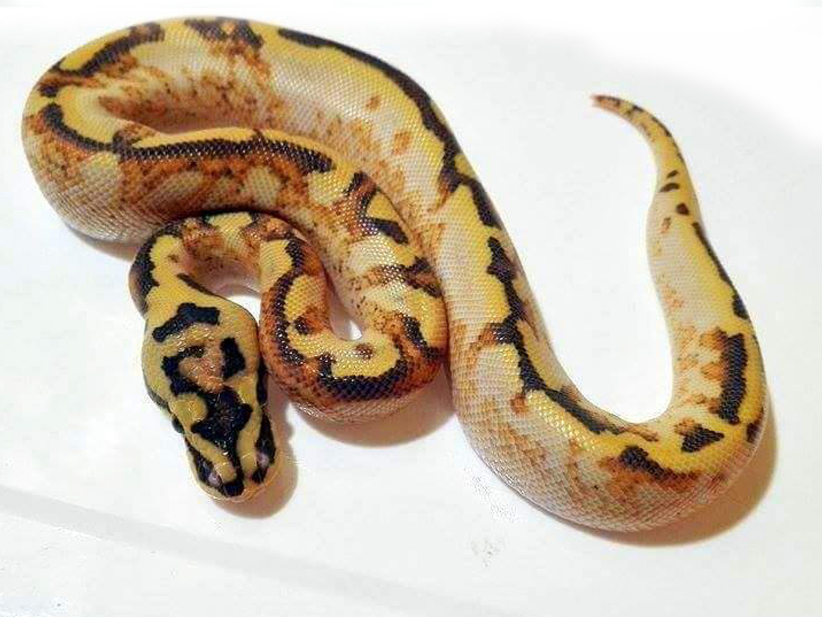 Asphalt Enchi Pastel Spider Yellow Belly