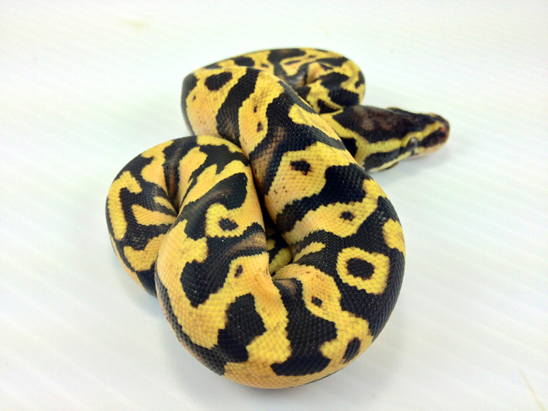 Asphalt Enchi Pastel