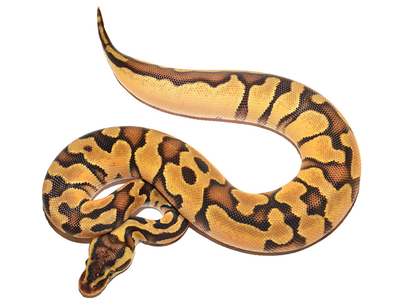 Asphalt Enchi Pastel