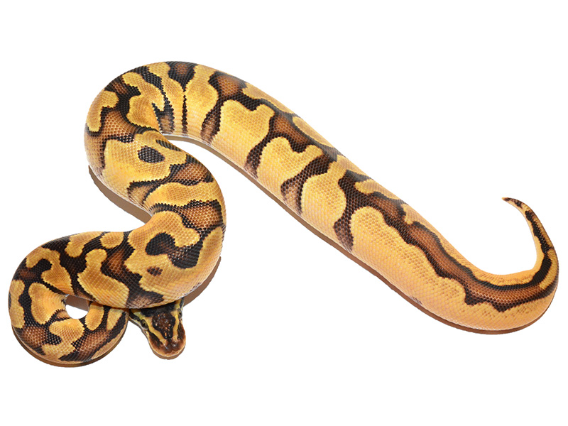 Asphalt Enchi Pastel