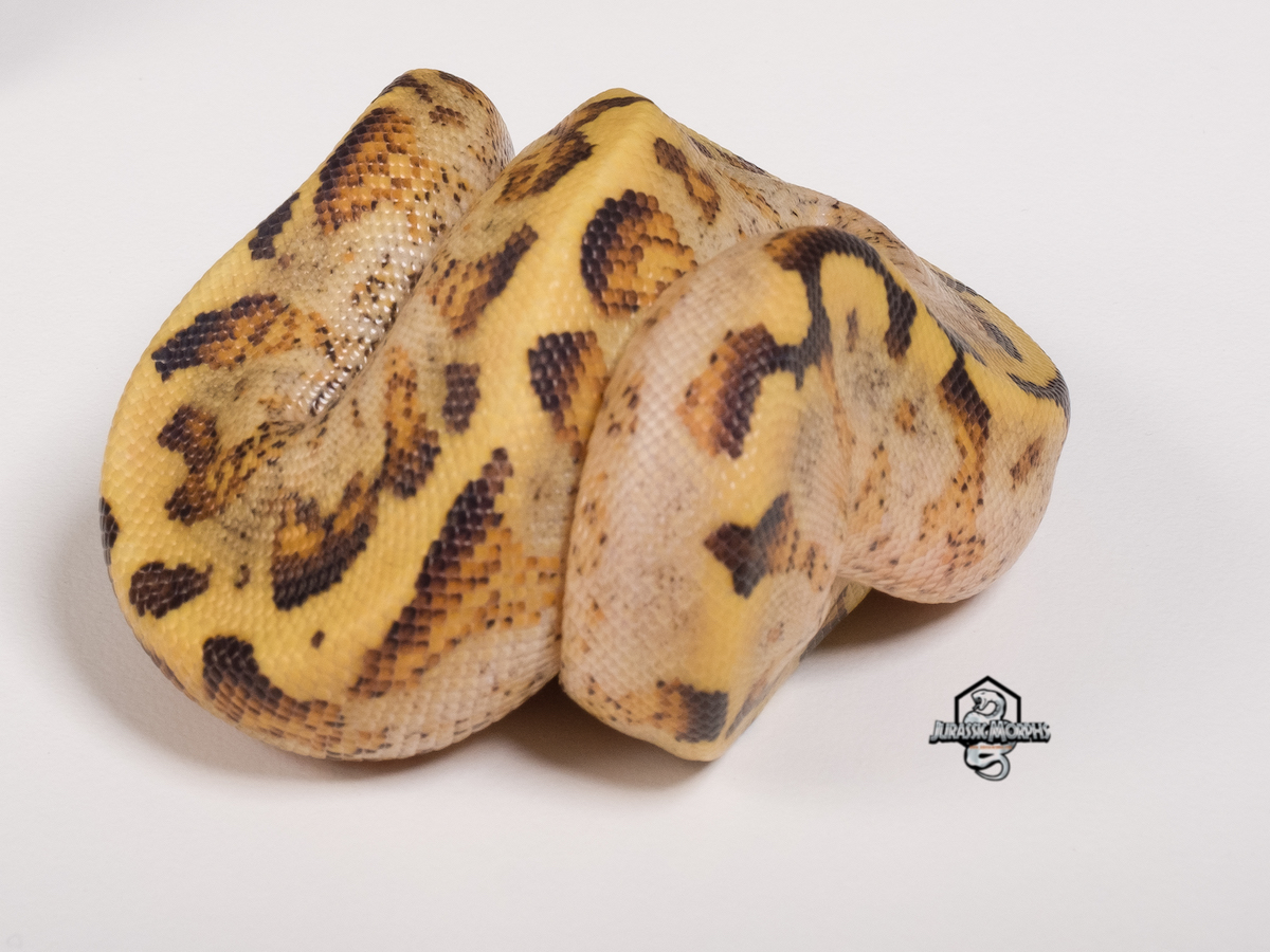 Asphalt Enchi Spider Yellow Belly