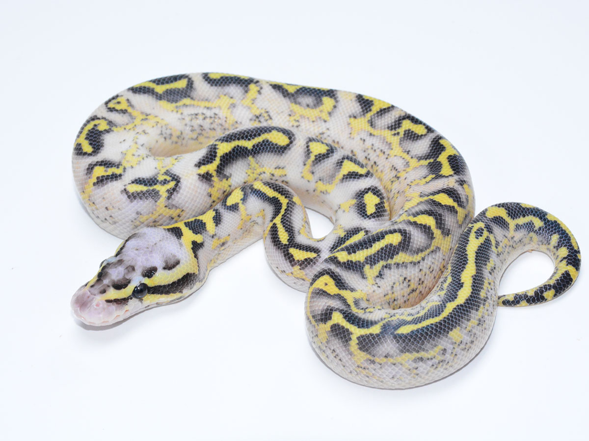 Asphalt Fire Pastel Yellow Belly