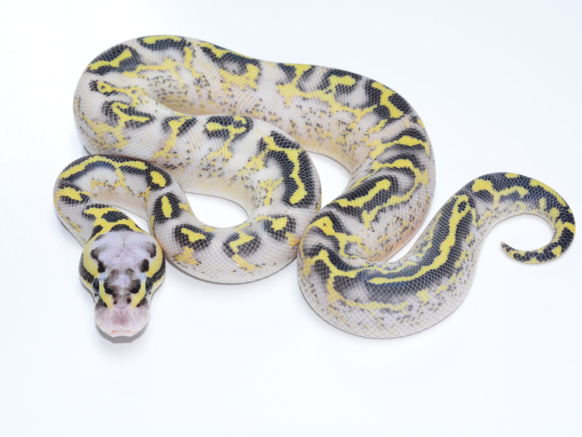 Asphalt Fire Pastel Yellow Belly