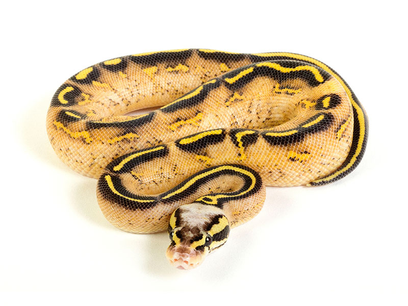 Asphalt Pastel Yellow Belly