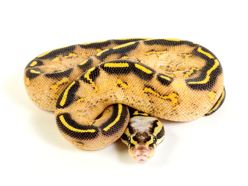 Asphalt Pastel Yellow Belly