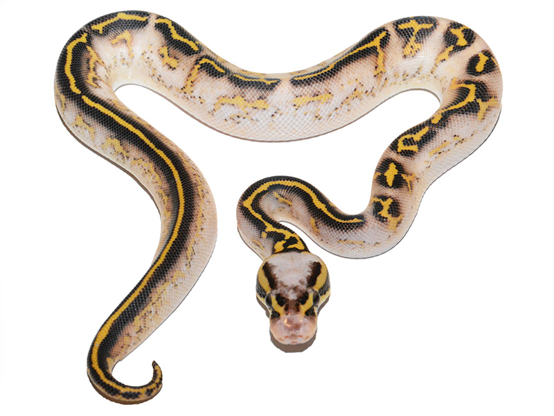 Asphalt Super Pastel Yellow Belly