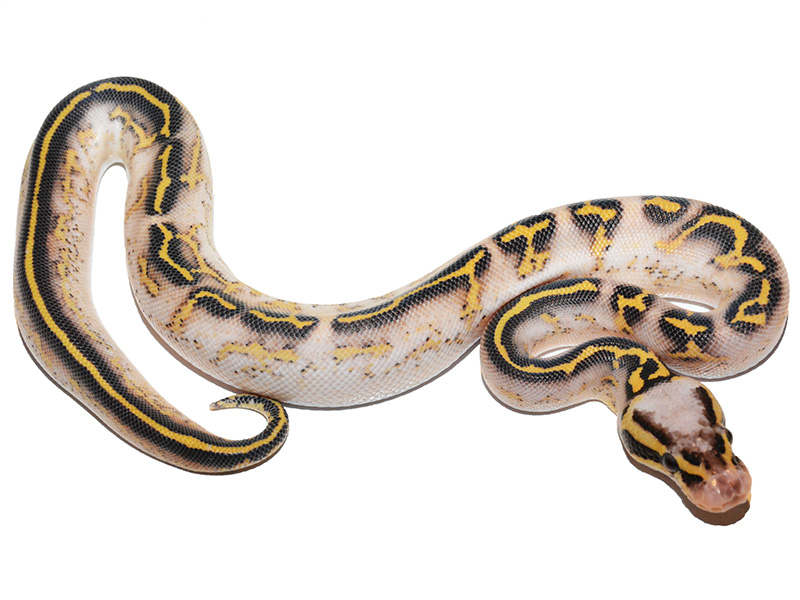 Asphalt Super Pastel Yellow Belly