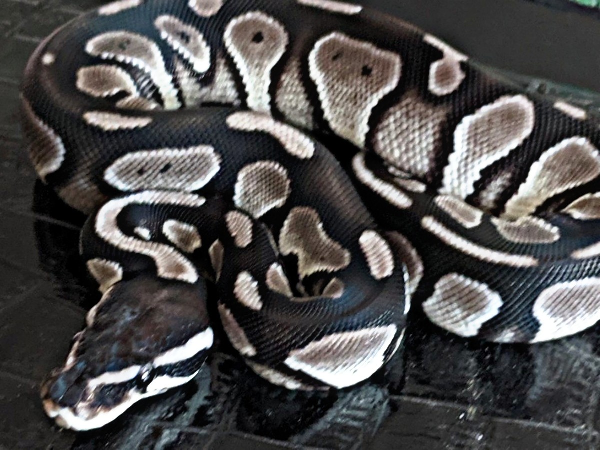 Axanthic Black Head