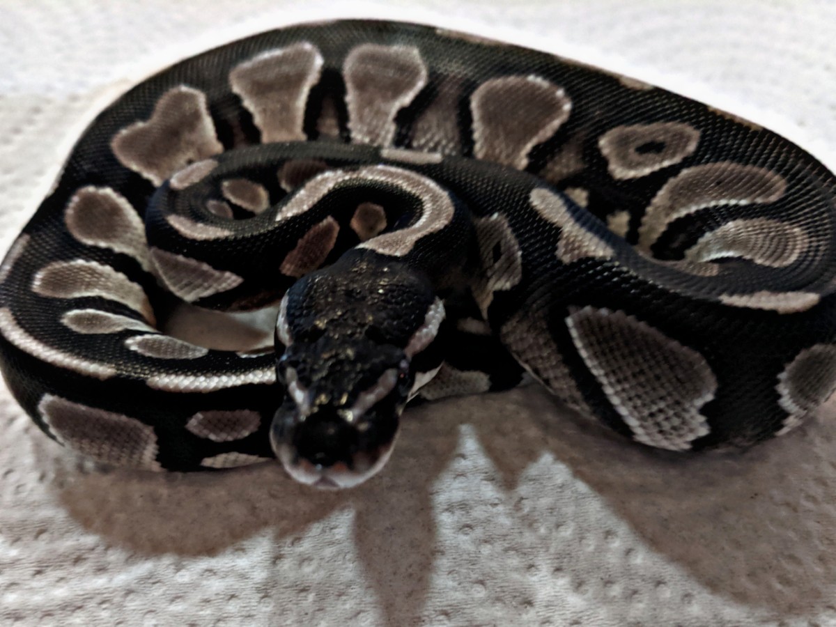 Axanthic Black Head