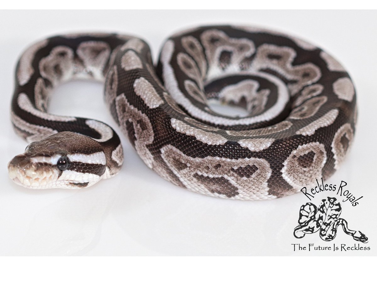 Axanthic Black Pastel Fire