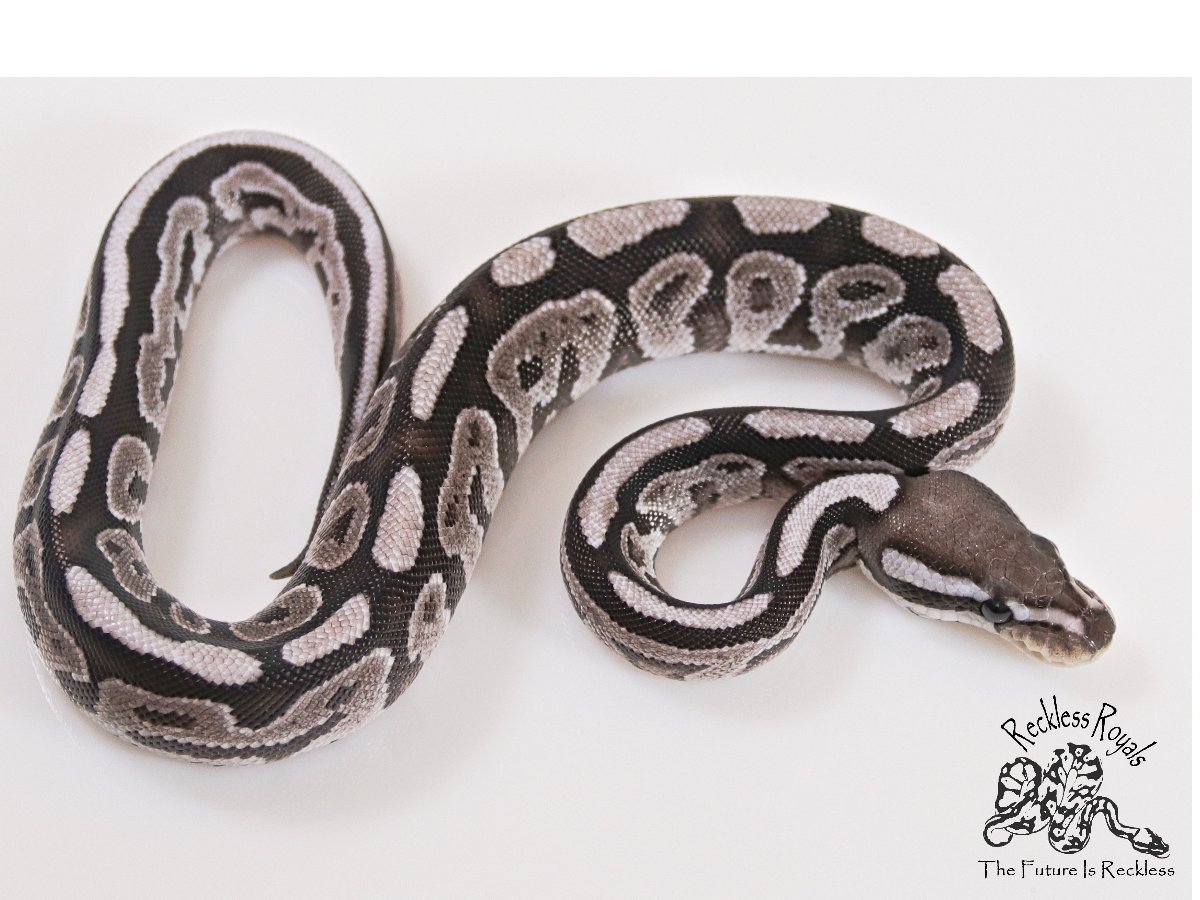 Axanthic Black Pastel Fire