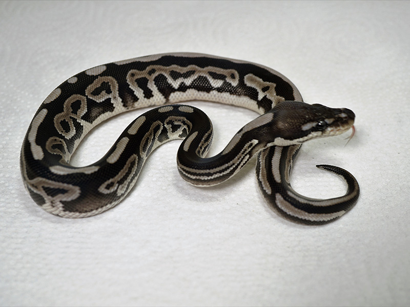 Axanthic Black Pastel Leopard - VPI Line