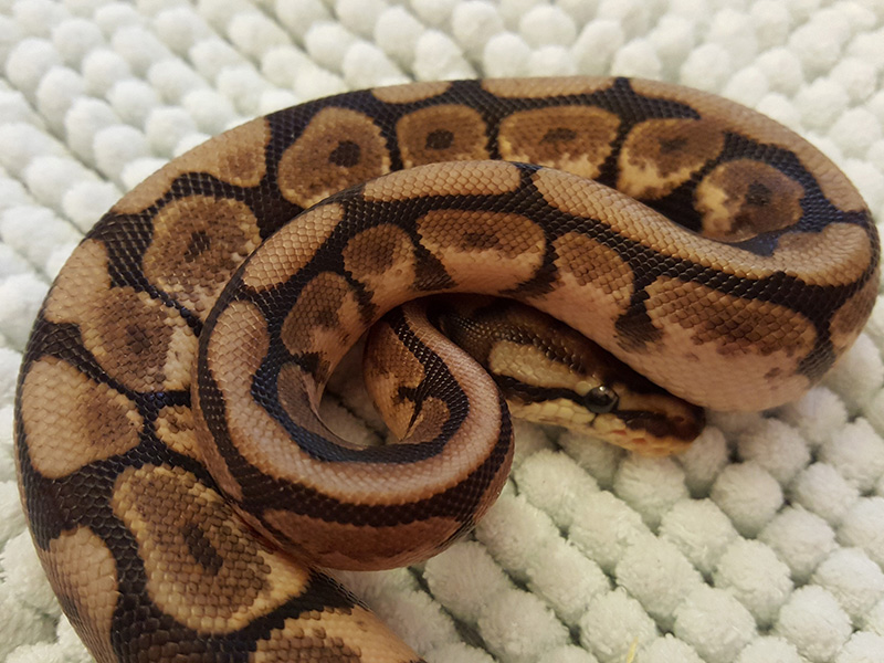 Axanthic Black Pastel Spider - Snake Keeper Line