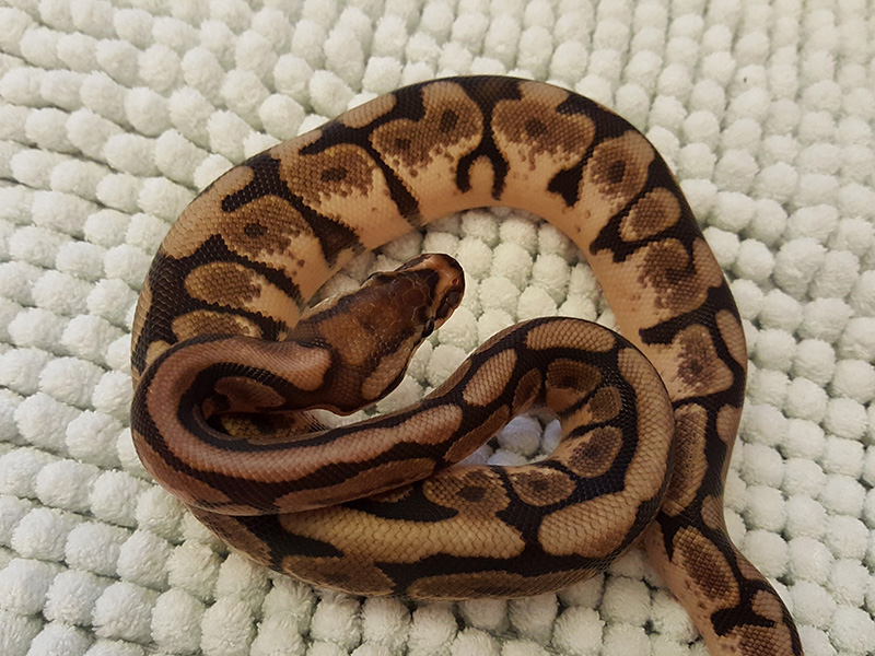 Axanthic Black Pastel Spider - Snake Keeper Line