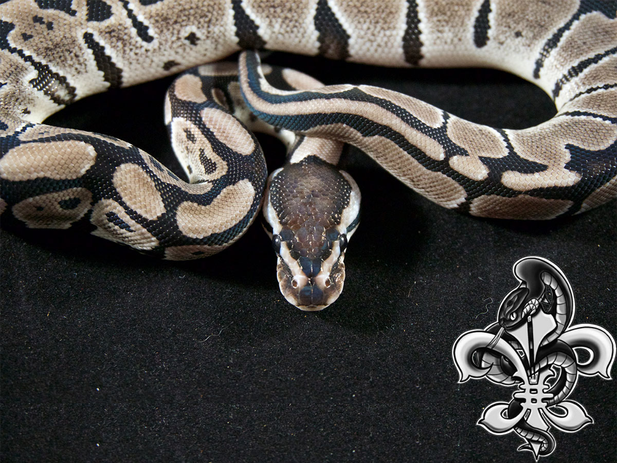 Axanthic Blade - Snake Keeper Line