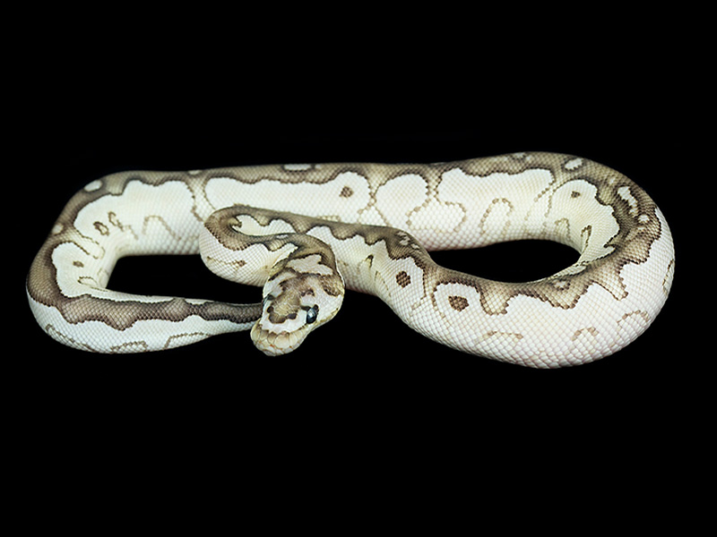 Axanthic Butter Clown