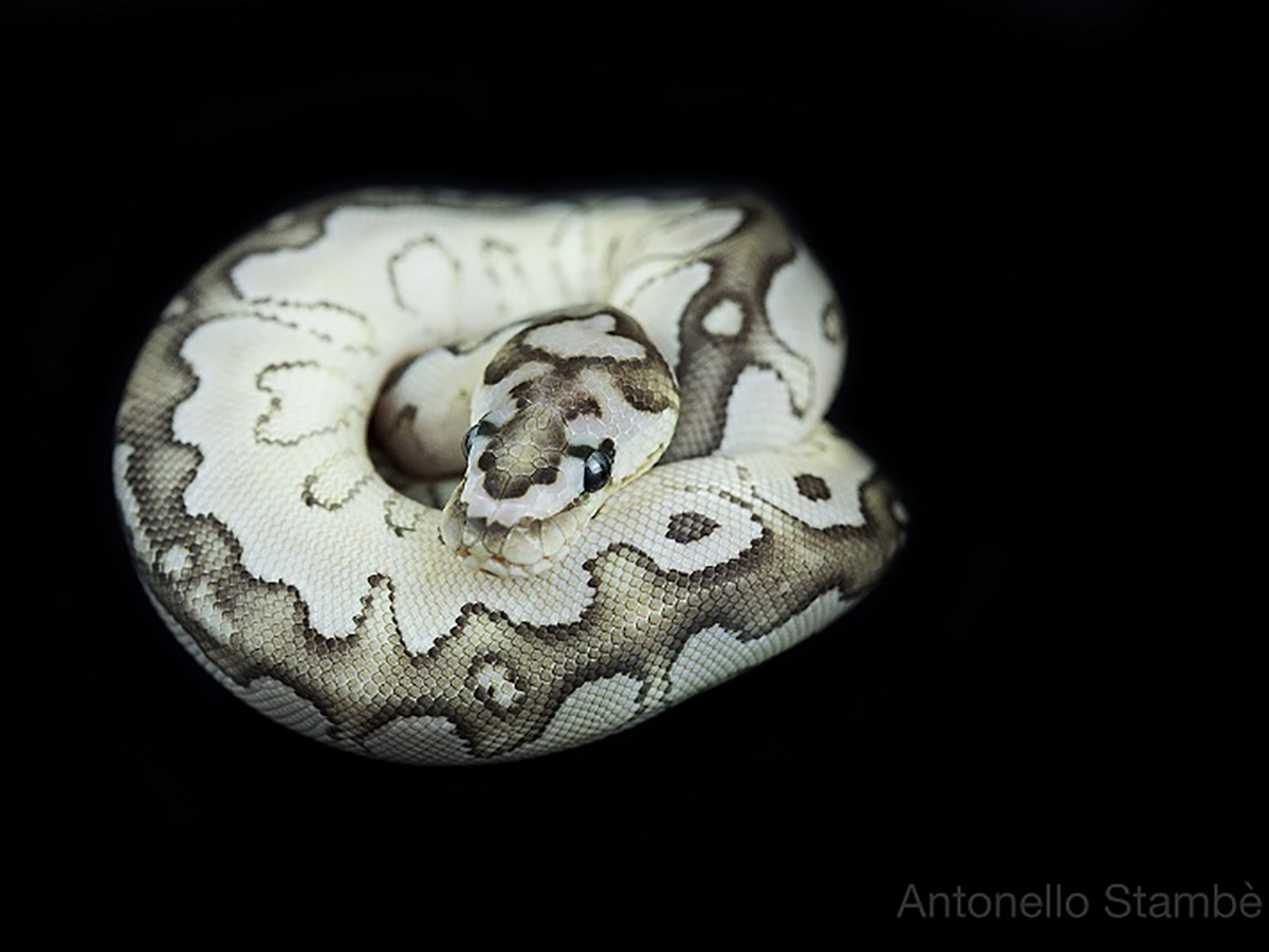 Axanthic Butter Clown