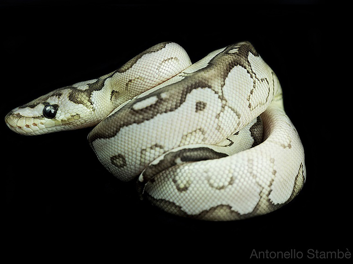 Axanthic Butter Clown